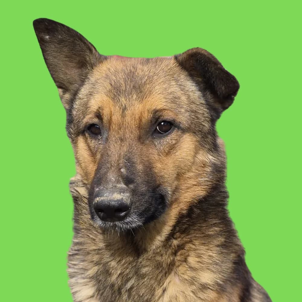 Gallileo, Mixed Breed for adoption at Amospet, Skopje