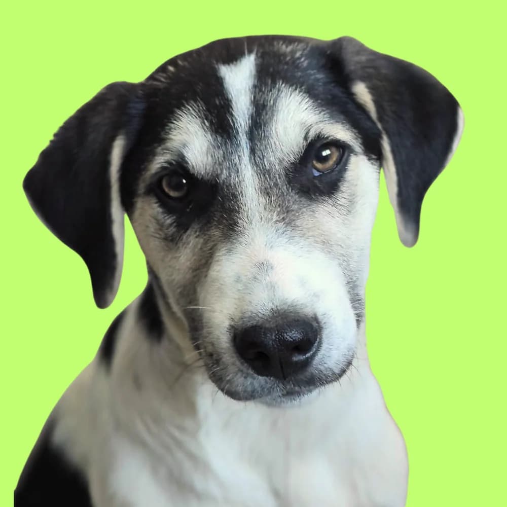 Triton, puppy Mixed Breed for adoption at Amospet, Skopje