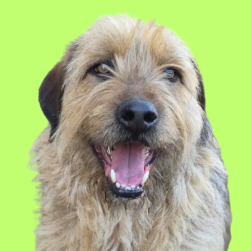 Tarik, Mixed Breed for adoption at Amospet, Skopje
