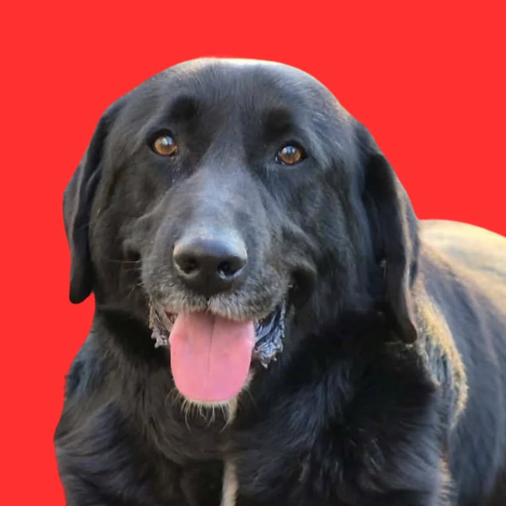 Antonio, Mixed Breed for adoption at Amospet, Skopje