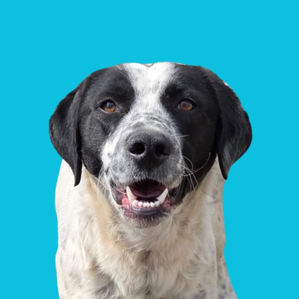 Bobak, Mixed Breed for adoption at Amospet, Skopje