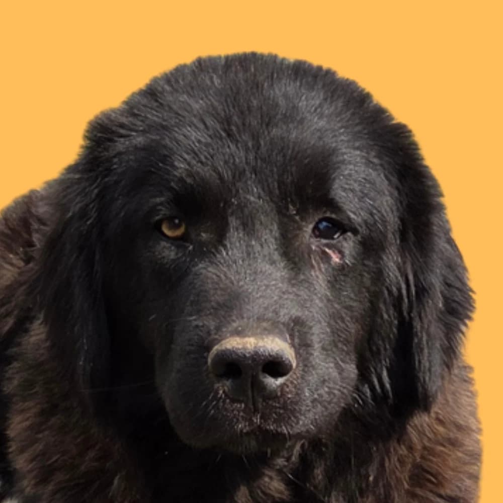 Eldorado, Mixed Breed for adoption at Amospet, Skopje