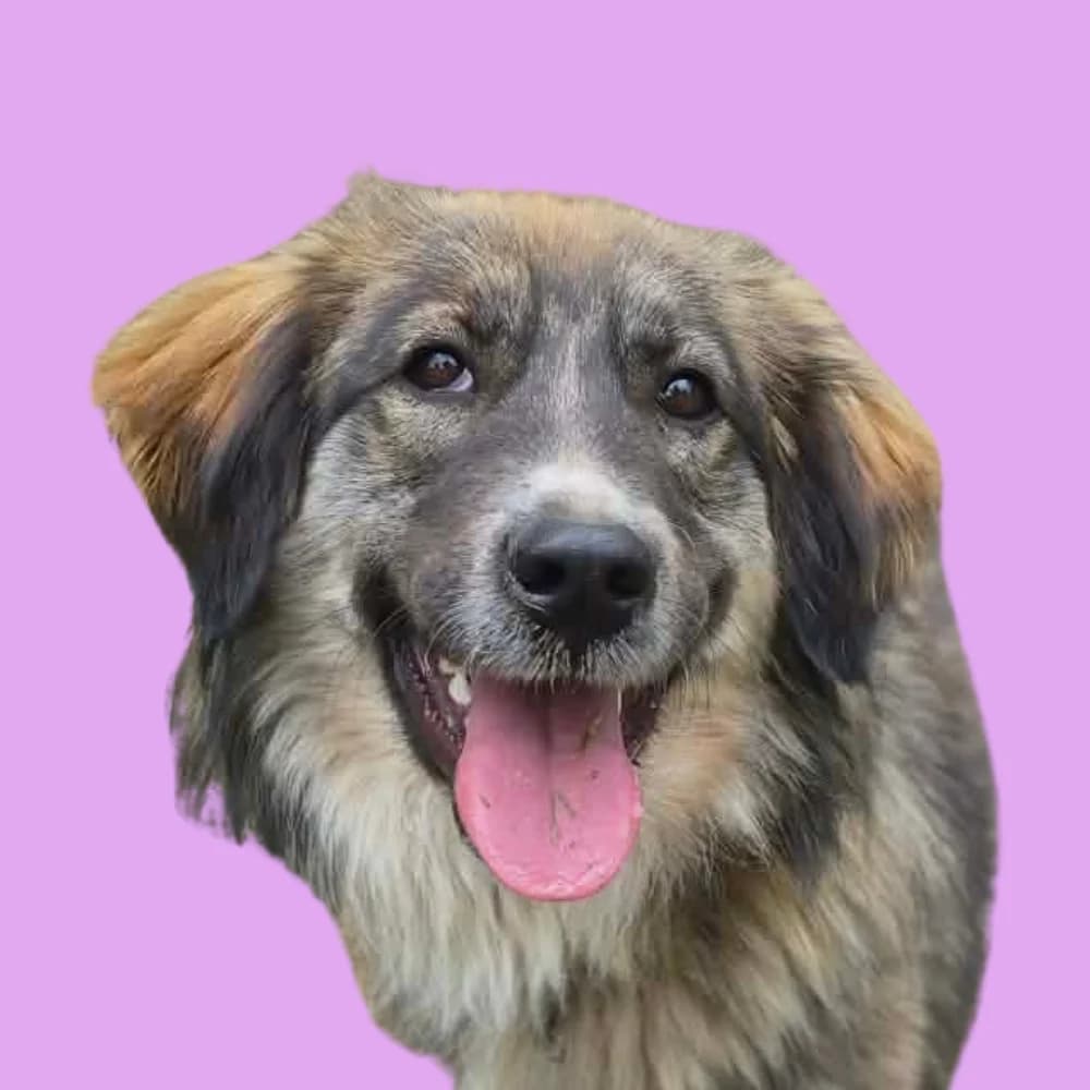 Elina, Mixed Breed for adoption at Amospet, Skopje