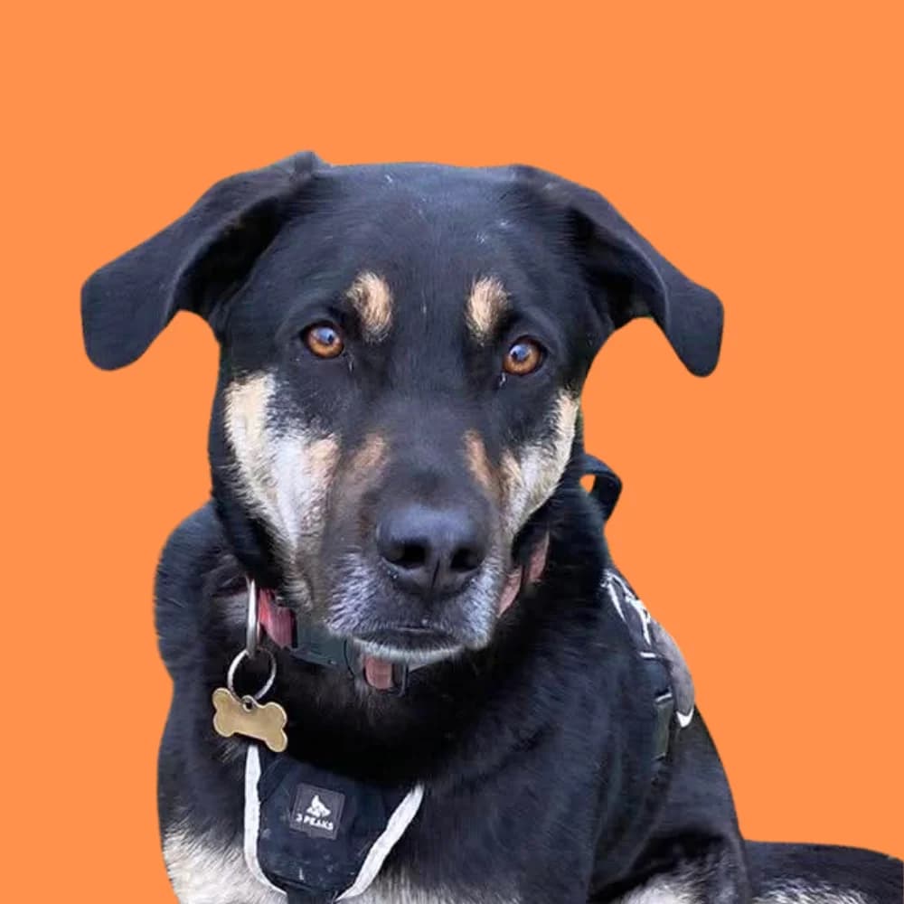 Mari, Mixed Breed for adoption at Amospet, Skopje