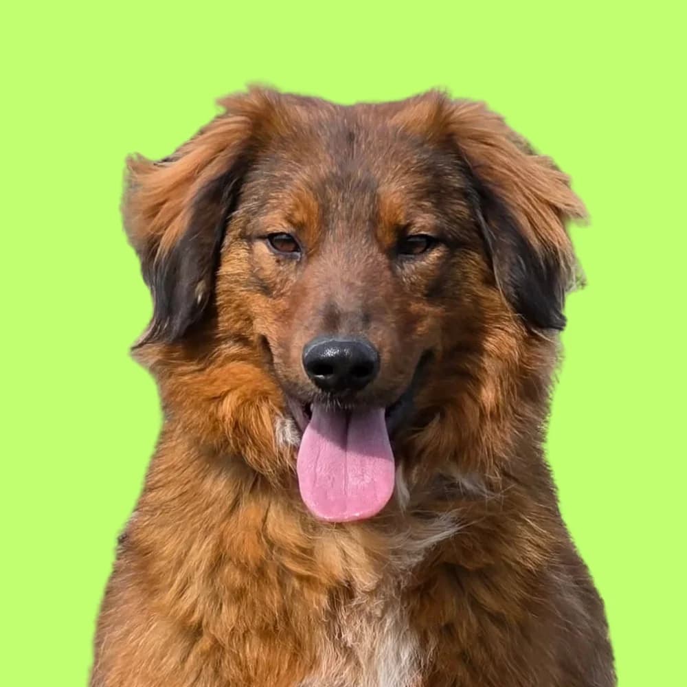 Ledi, Mixed Breed for adoption at Amospet, Skopje