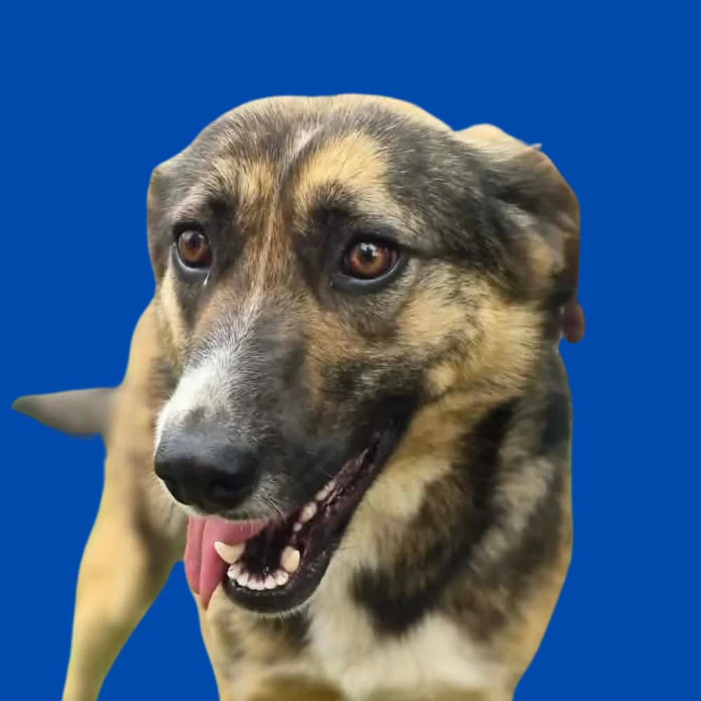 Angel, Mixed Breed for adoption at Amospet, Skopje