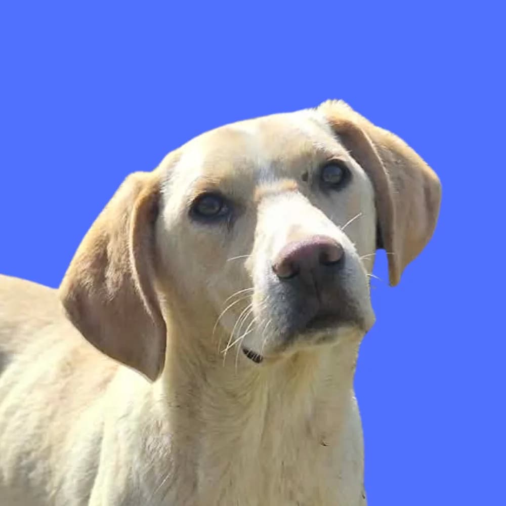 Leontij, puppy Mixed Breed for adoption at Amospet, Skopje
