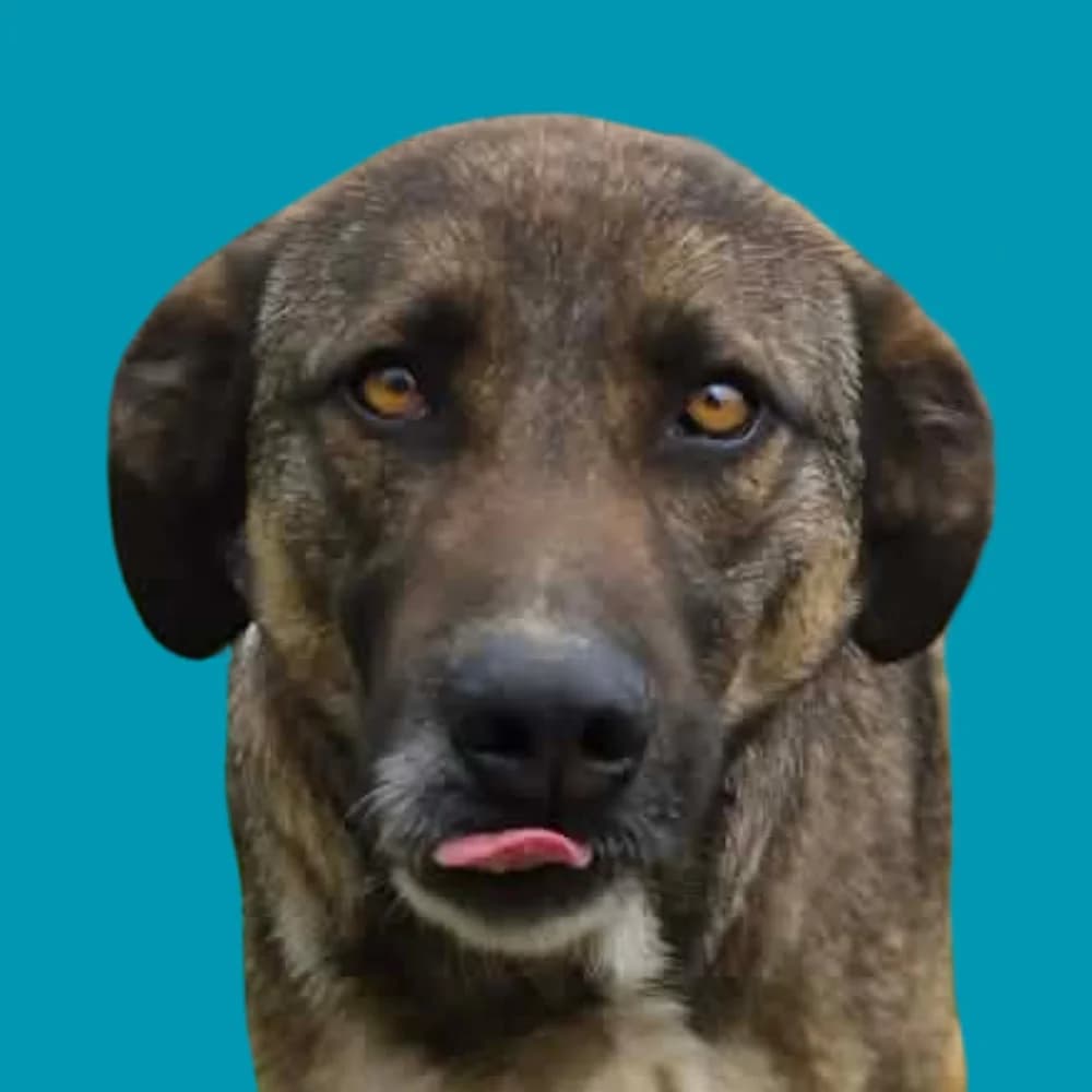 Uno, puppy Mixed Breed for adoption at Amospet, Skopje