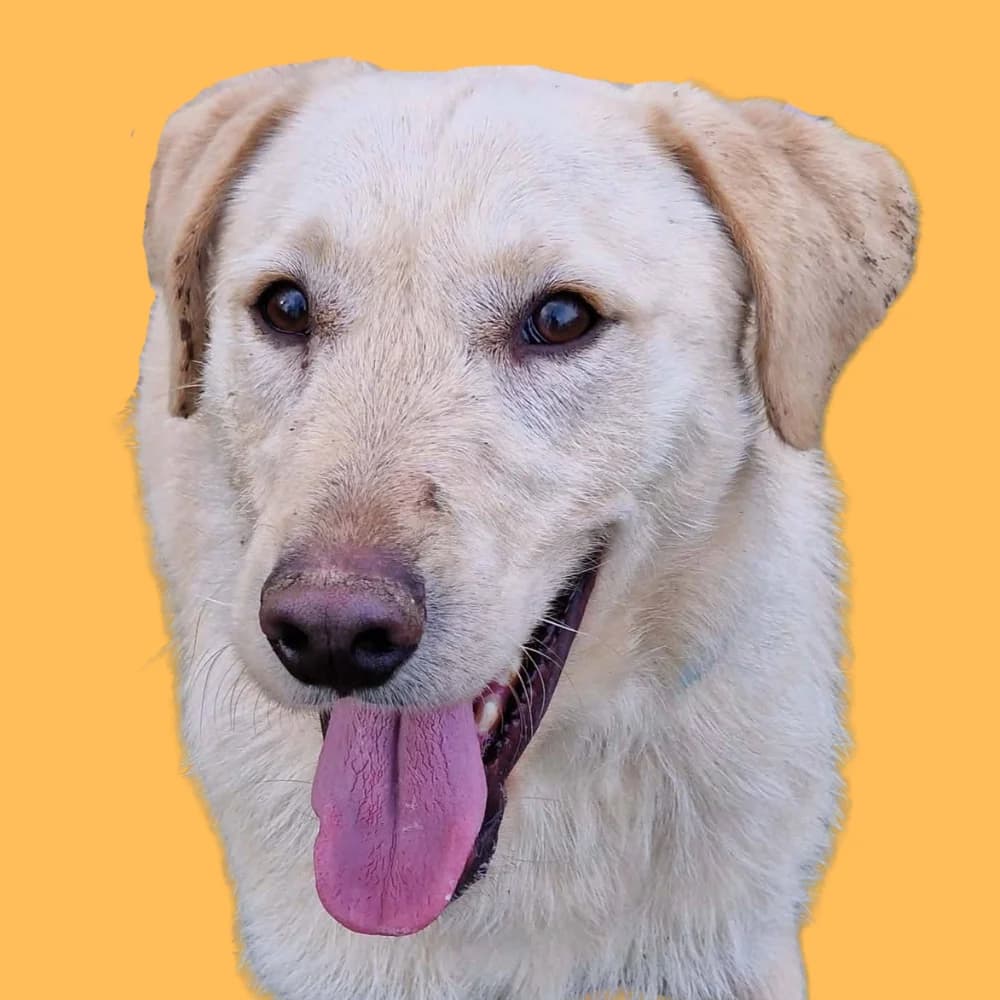 Iskander, puppy Mixed Breed for adoption at Amospet, Skopje