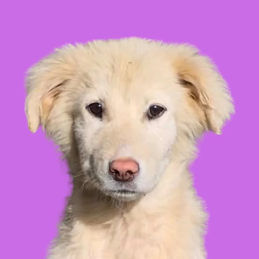 Anja, puppy Mixed Breed for adoption at Amospet, Skopje