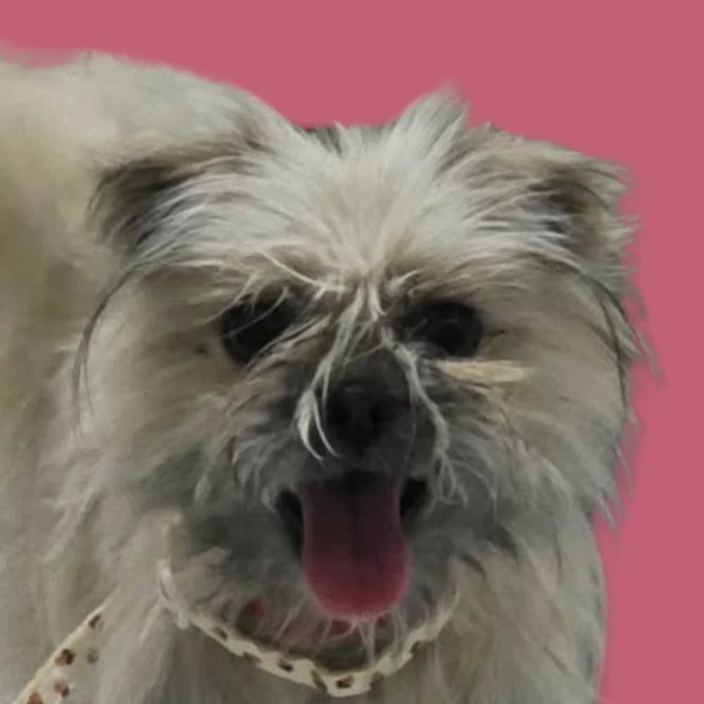 Prucilla, Mixed Breed for adoption at Amospet, Skopje