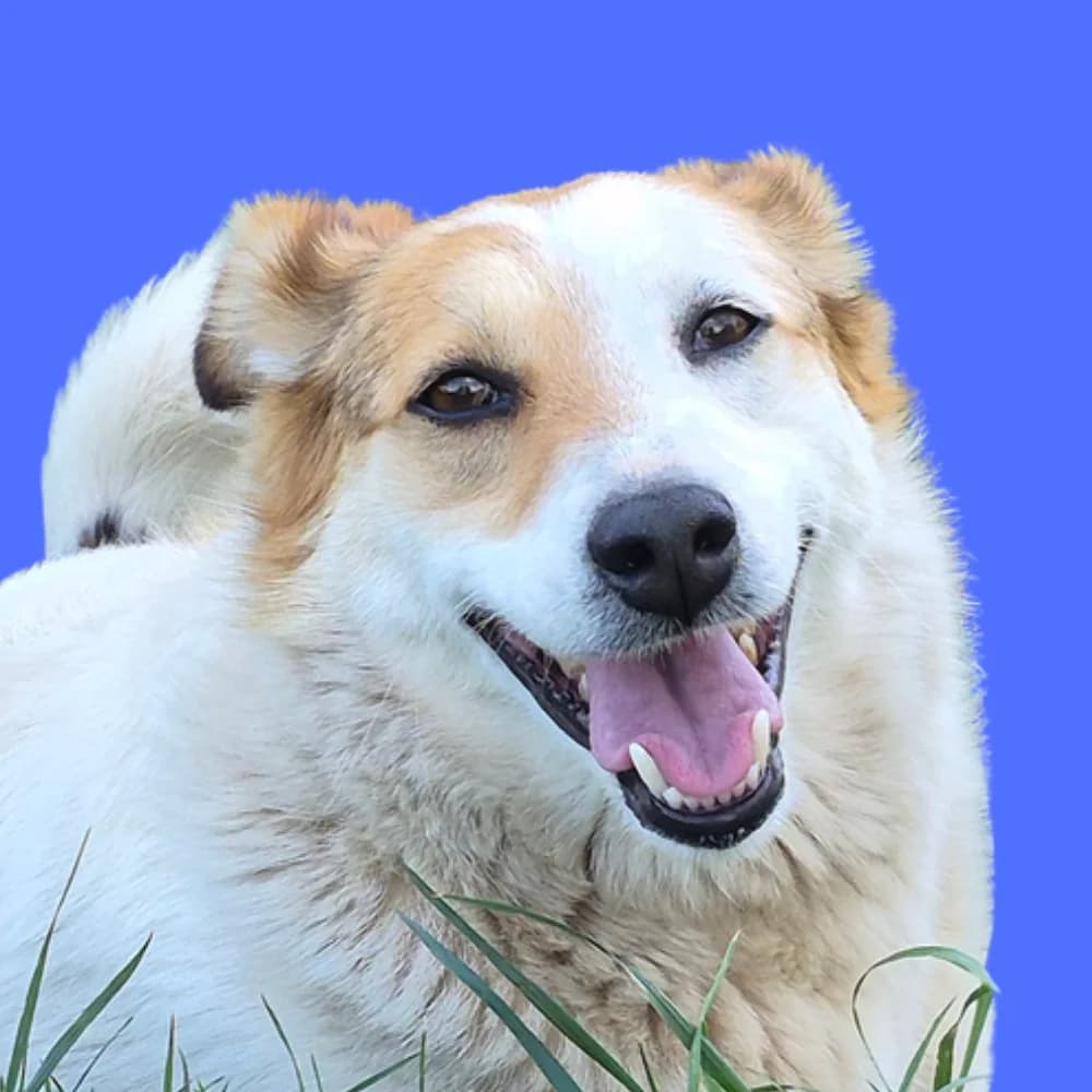 Karen, Mixed Breed for adoption at Amospet, Skopje