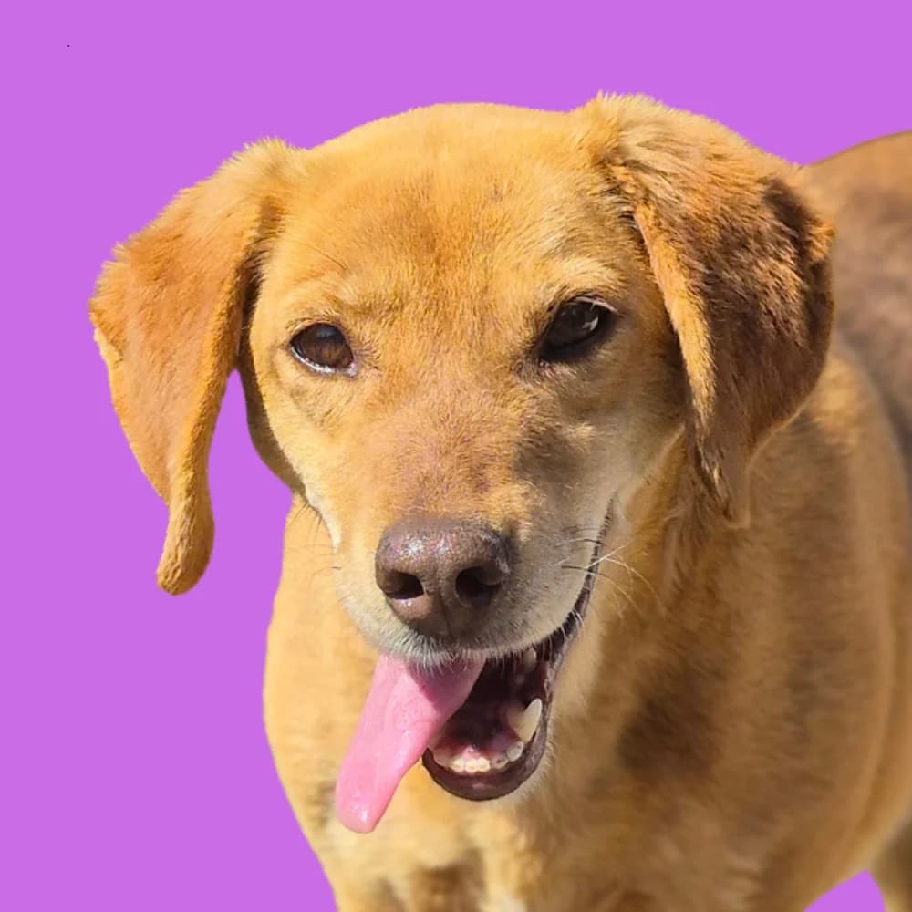 Estela, Mixed Breed for adoption at Amospet, Skopje