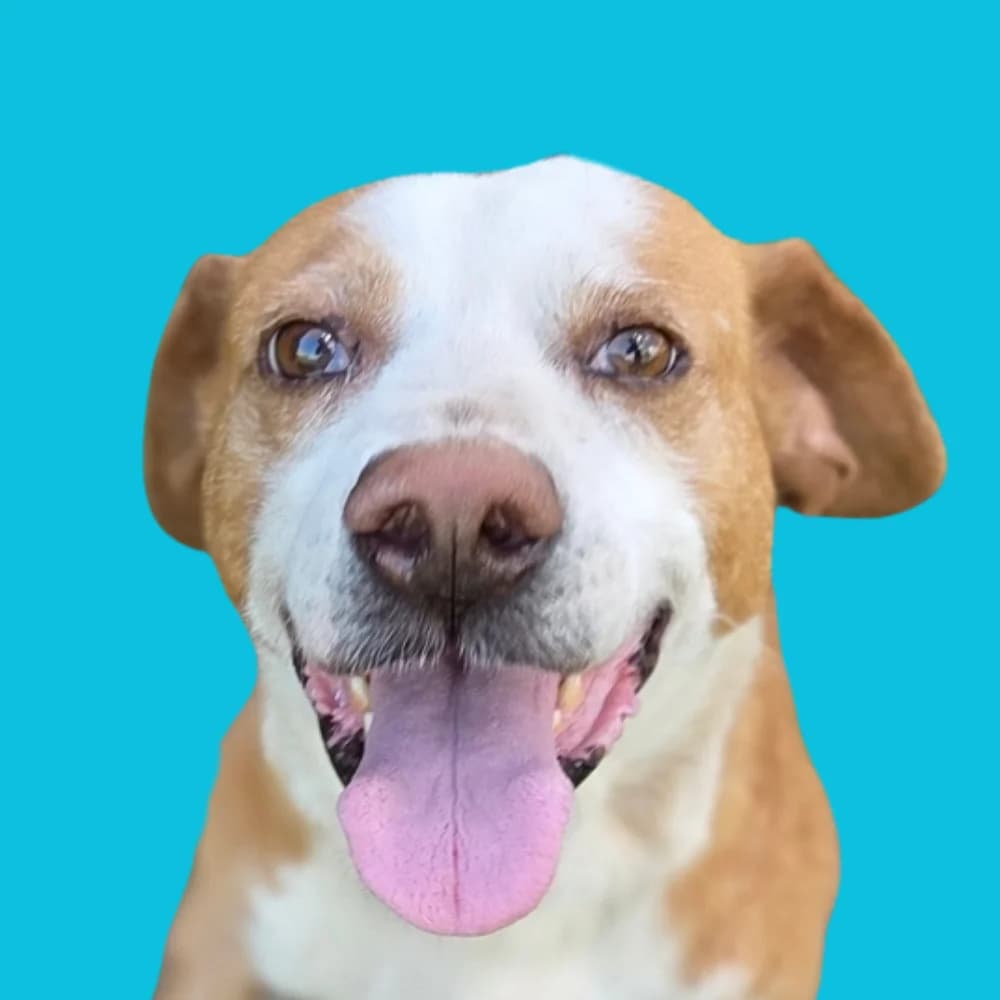 Bibble, mixed breed for adoption at Amospet, Skopje