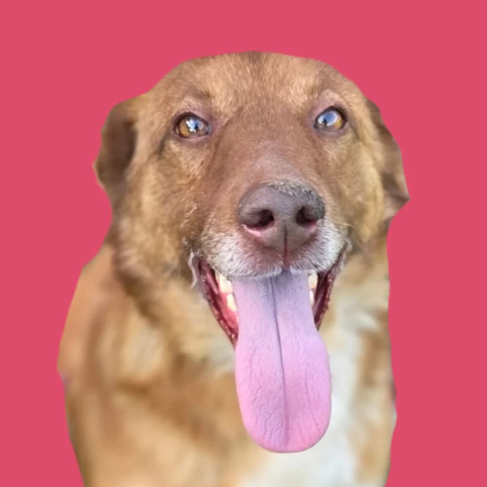 Cokolino, puppy Mixed Breed for adoption at Amospet, Skopje
