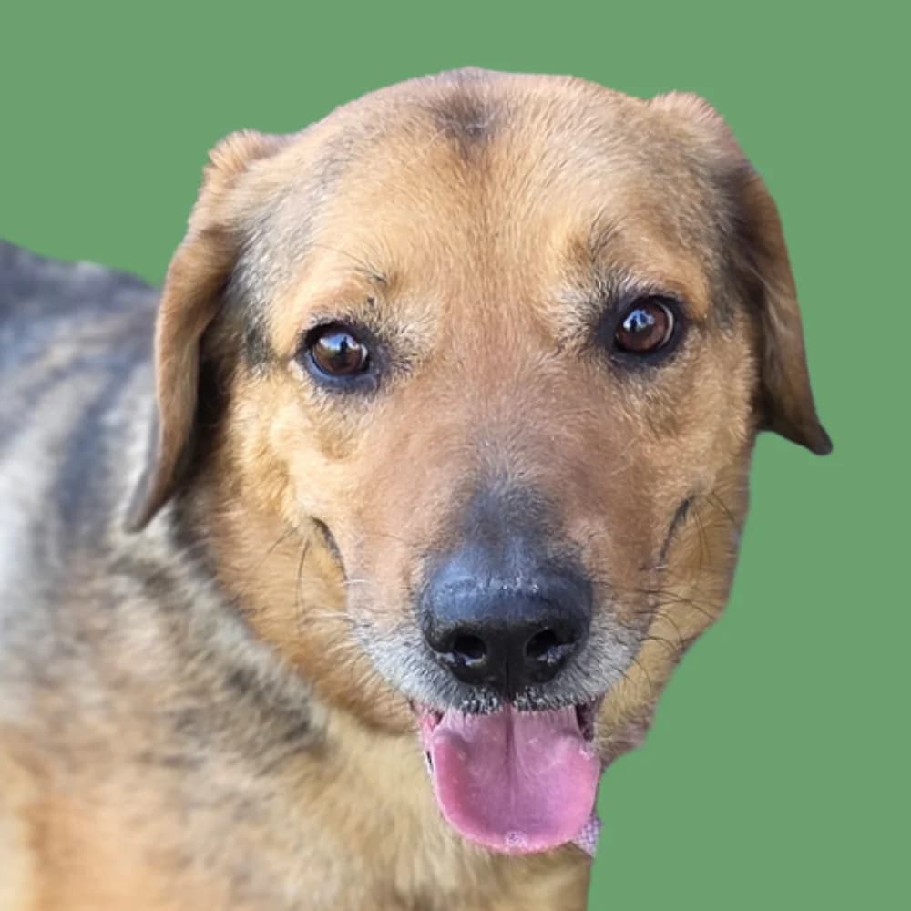 Njuki, 7yo Mixed Breed for adoption at Amospet, Skopje