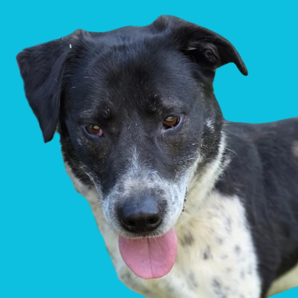 Shark, 6yo Mixed Breed for adoption at Amospet, Skopje