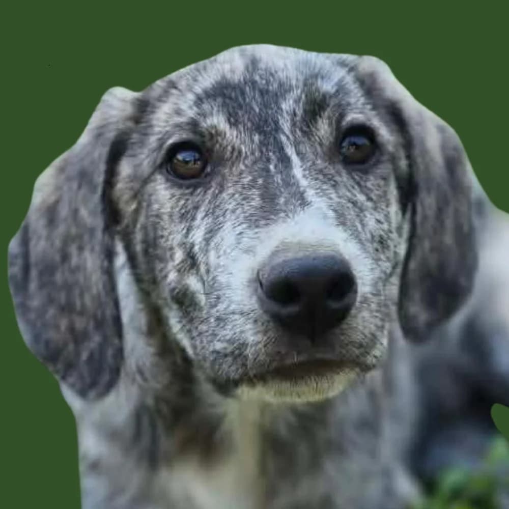 Euphrates, puppy Mixed Breed for adoption at Amospet, Skopje