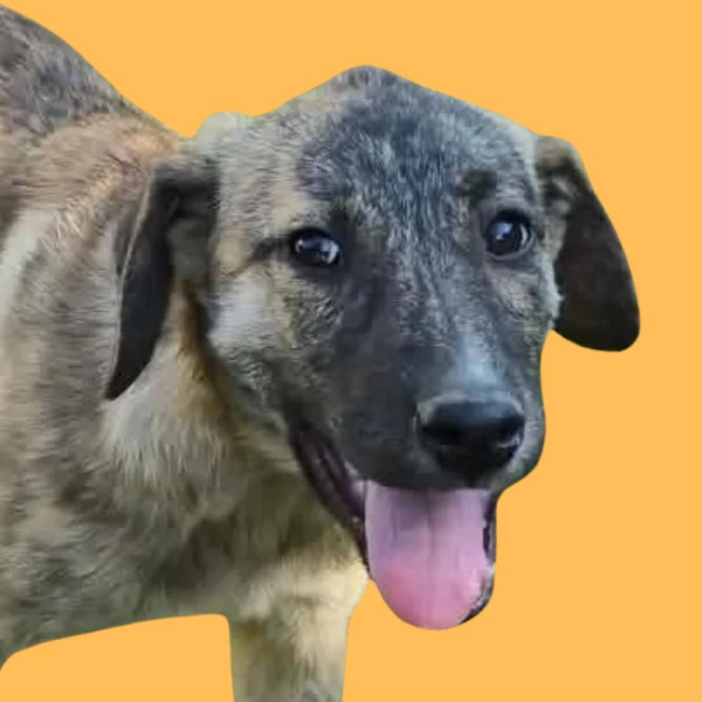 Tigris, puppy Mixed Breed for adoption at Amospet, Skopje