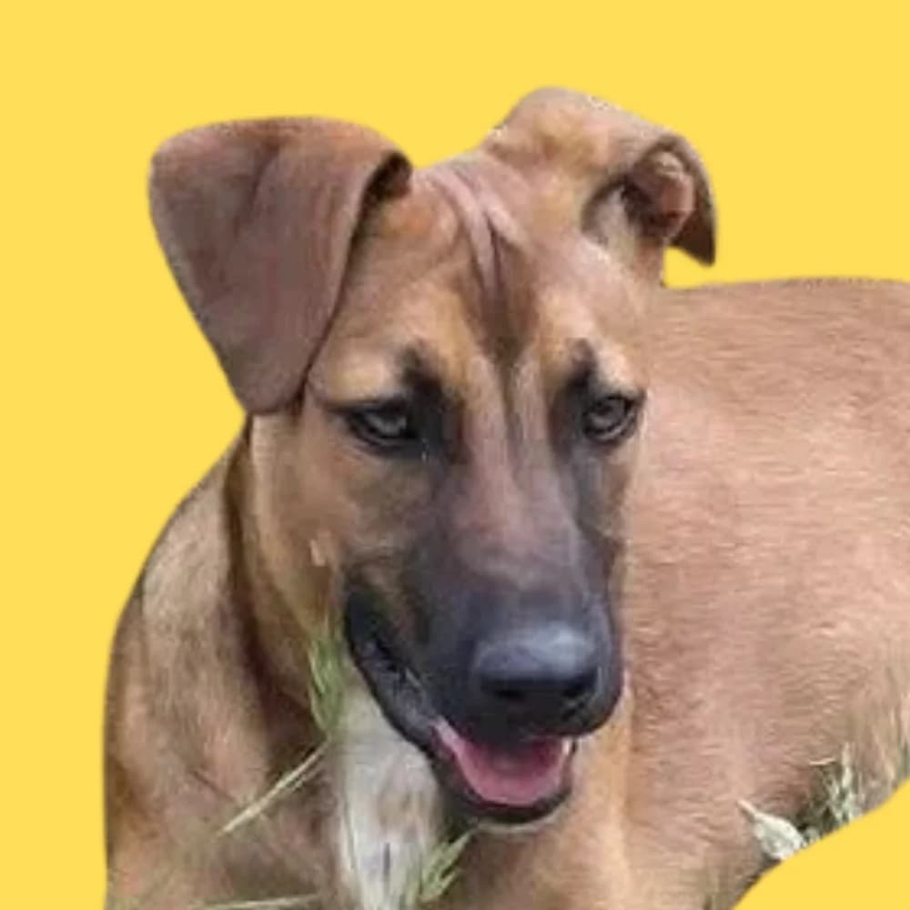 Anila, Mixed Breed for adoption at Amospet, Skopje