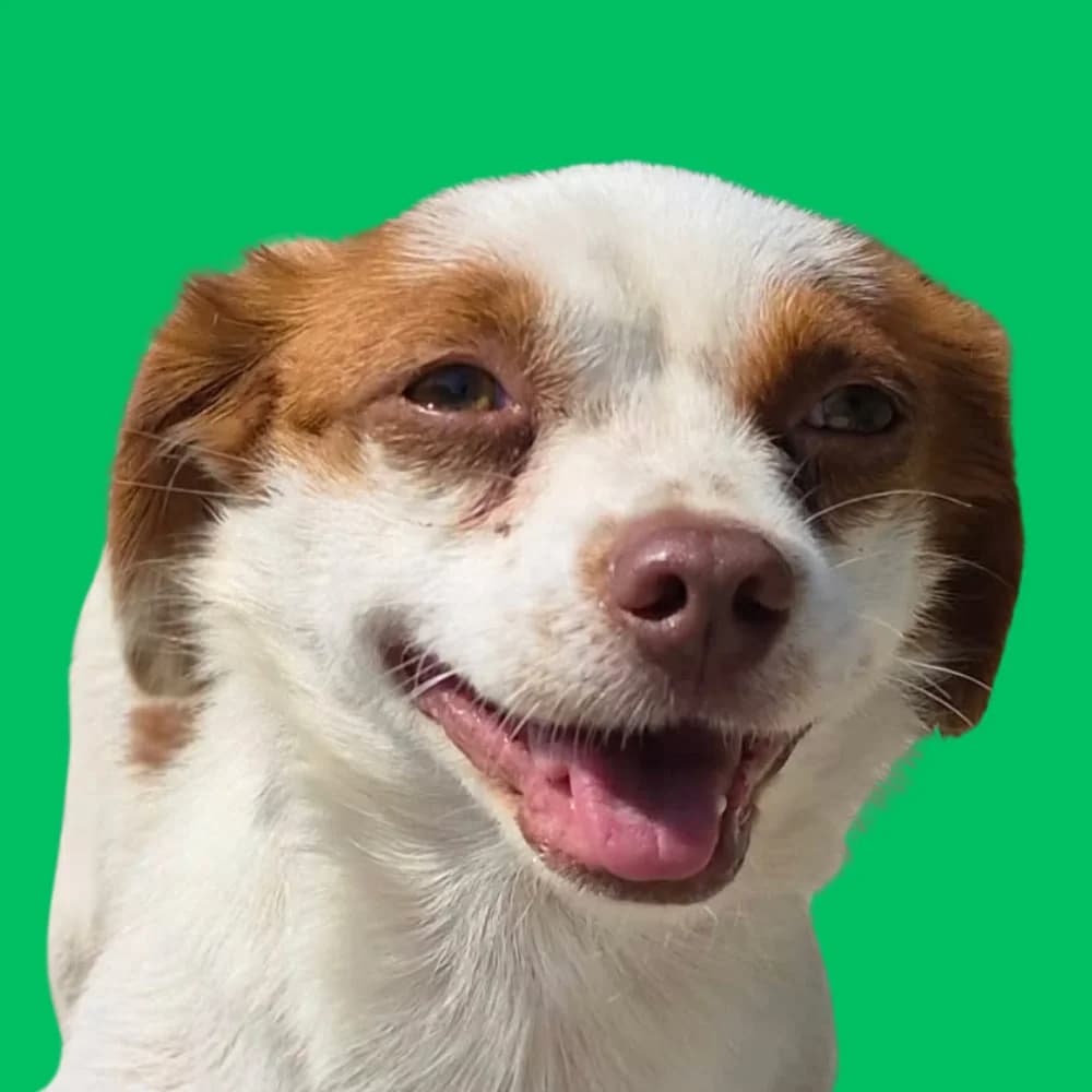 Dafi, Mixed Breed for adoption at Amospet, Skopje