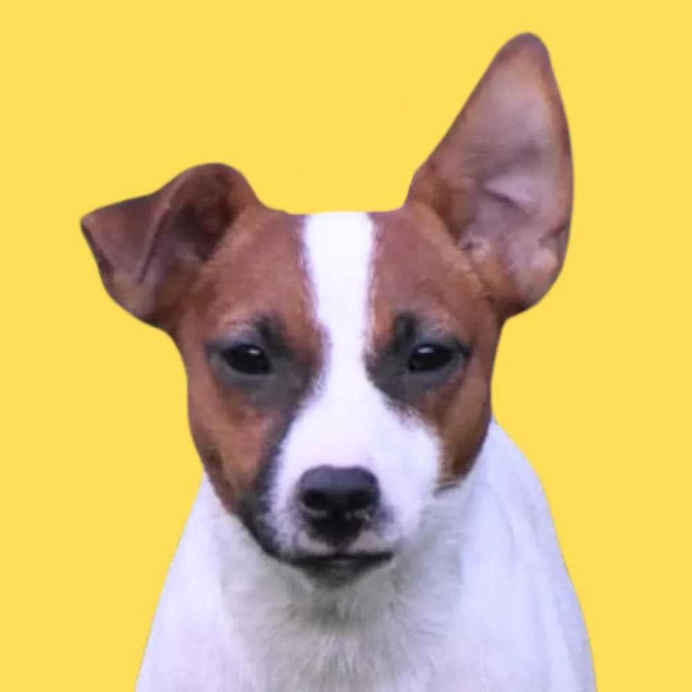 Erika, Mixed Breed for adoption at Amospet, Skopje