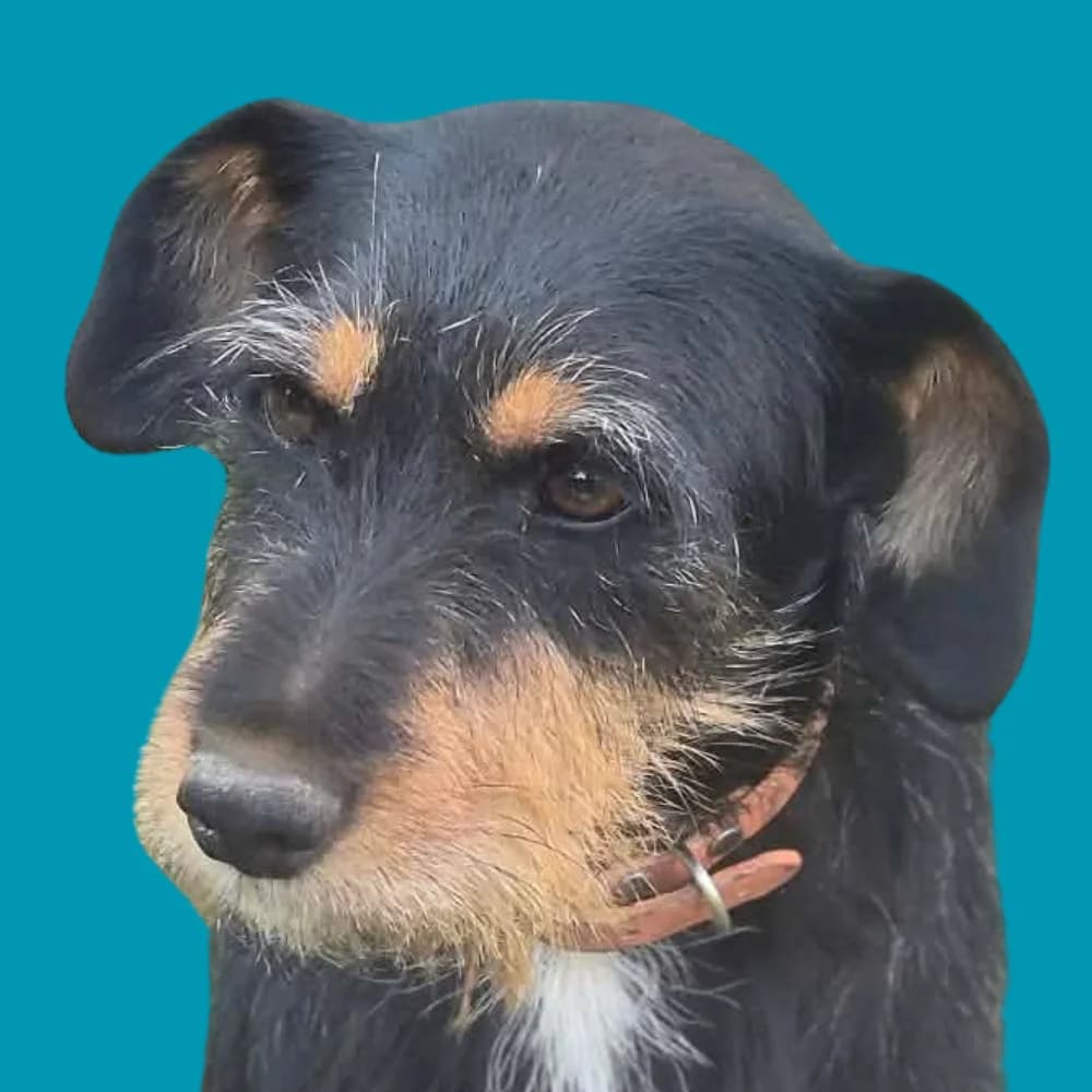 Dzekson, Mixed Breed for adoption at Amospet, Skopje