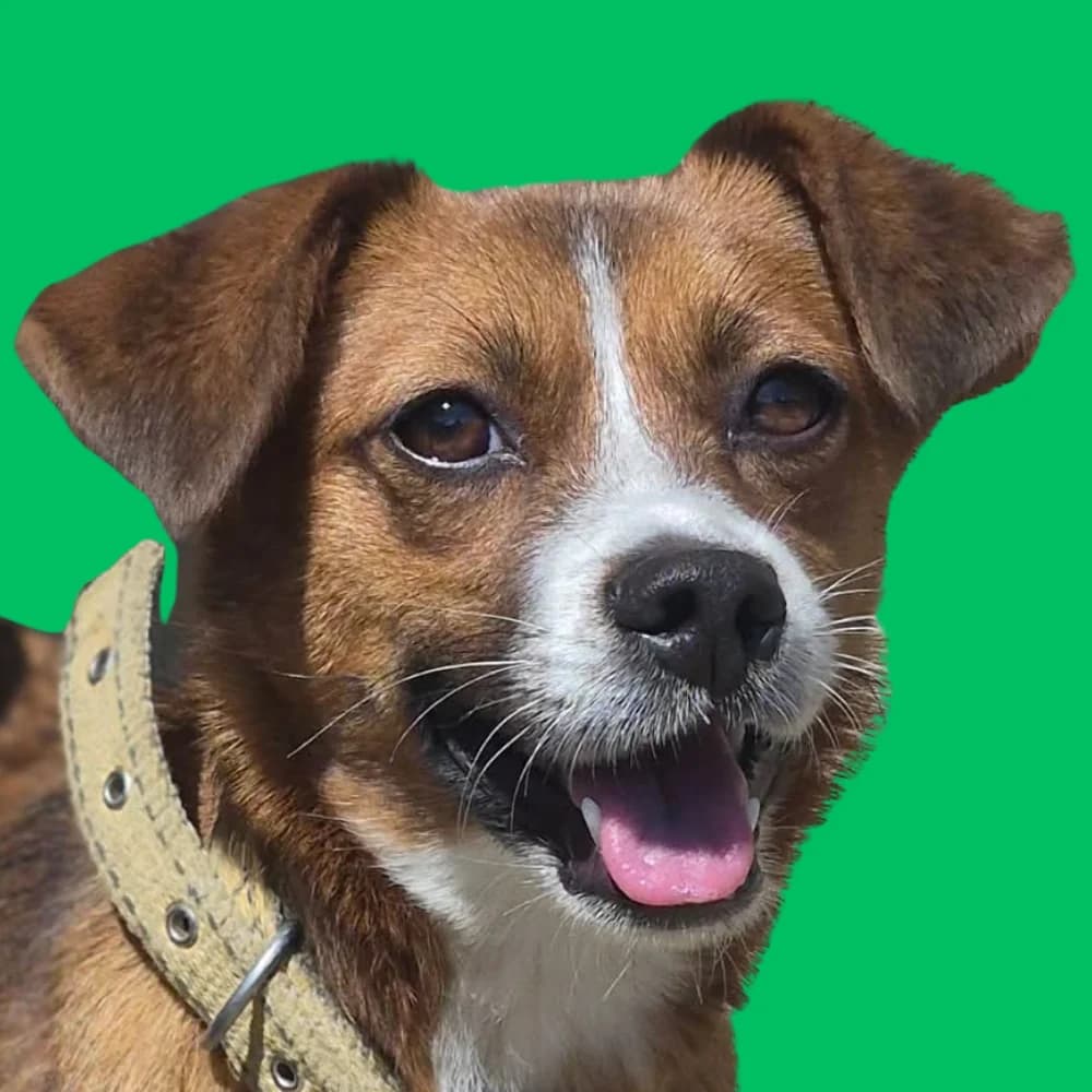 Knoppers, Mixed Breed for adoption at Amospet, Skopje