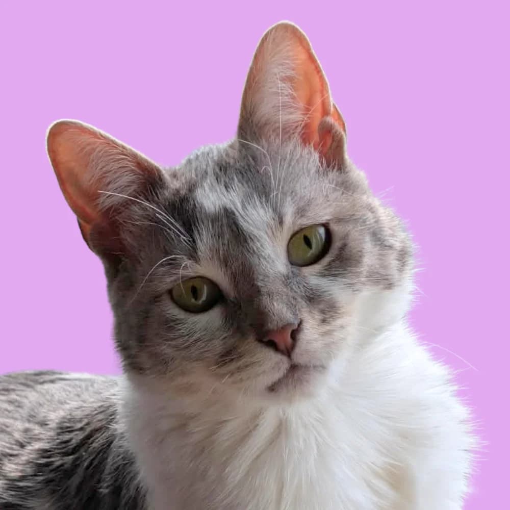 ZoeNika, Mixed Breed for adoption at Amospet, Skopje