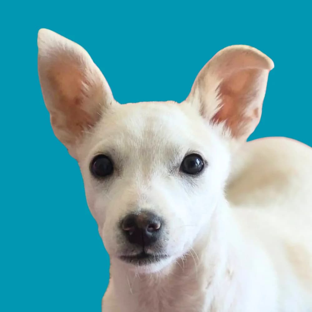 Mleko, puppy Mixed Breed for adoption at Amospet, Skopje