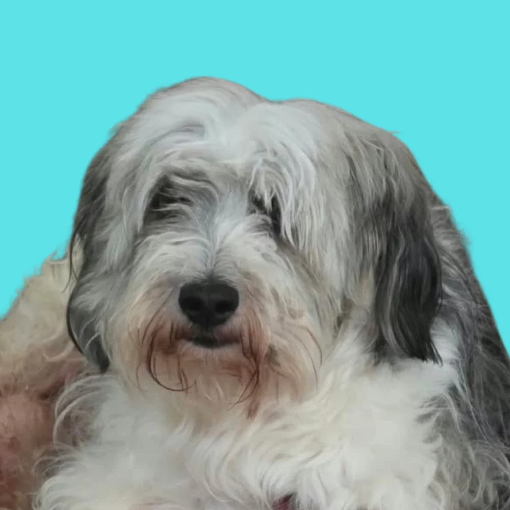Teflon, Mixed Breed for adoption at Amospet, Skopje