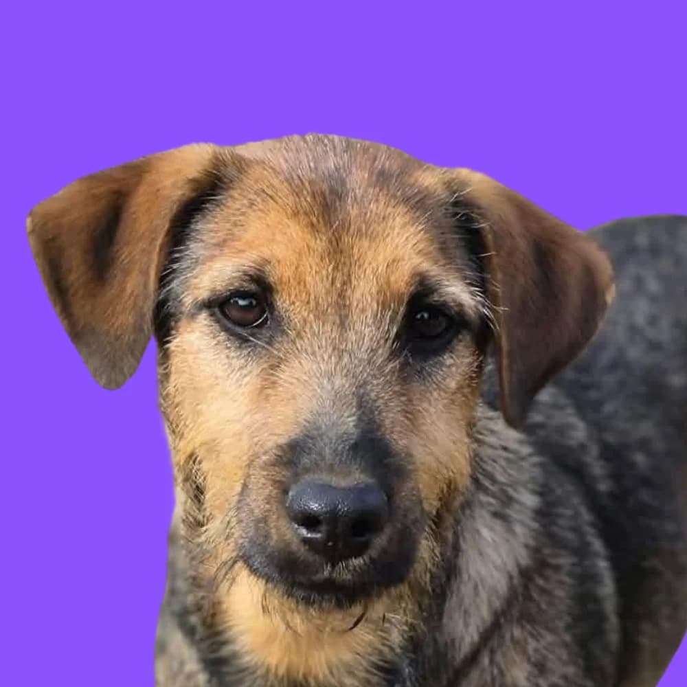 Ambera, puppy Mixed Breed for adoption at Amospet, Skopje