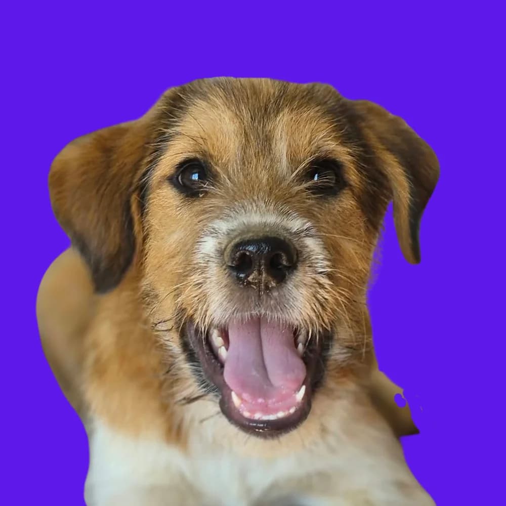 Leksi, puppy Mixed Breed for adoption at Amospet, Skopje