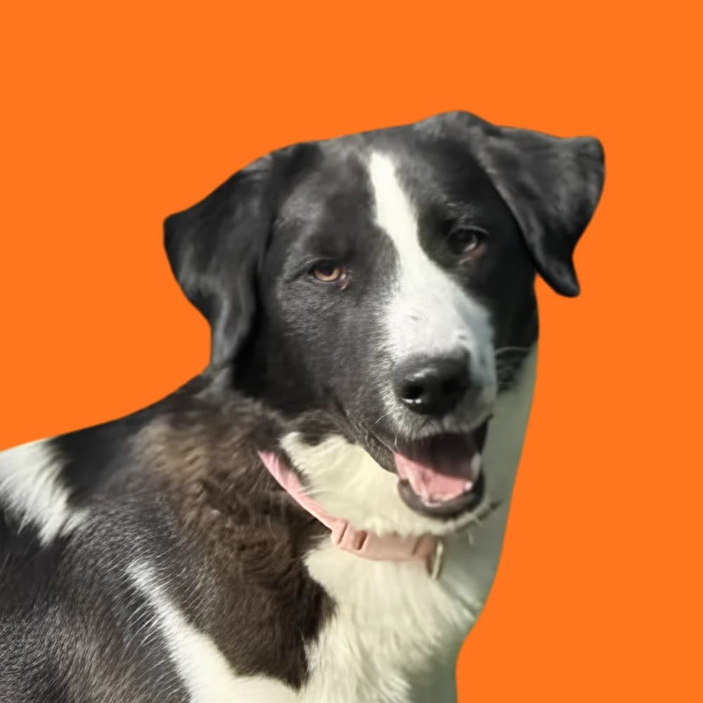 Atlas, puppy Mixed Breed for adoption at Amospet, Skopje