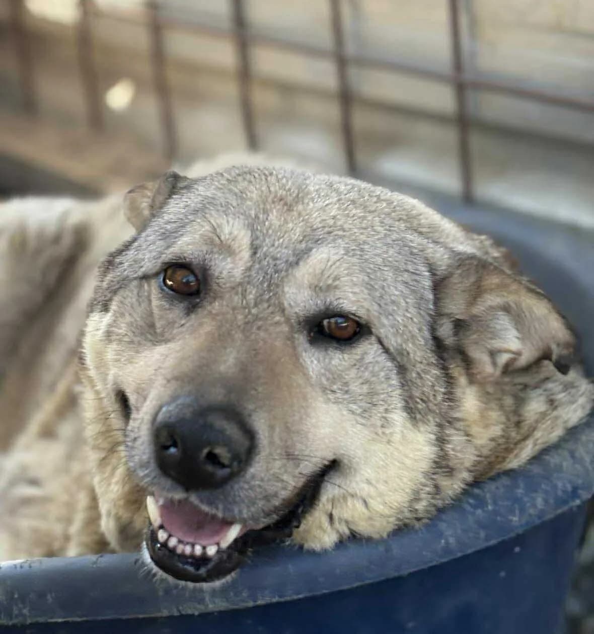 Hasi, senior Mixed Breed for adoption at Animal Lovers Strumica, Strumica