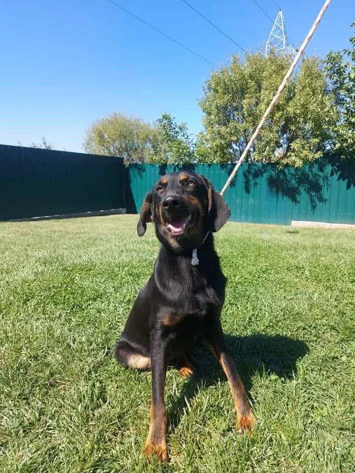 Thor, 4yo Mixed Breed for adoption at Animal Lovers Strumica, Strumica