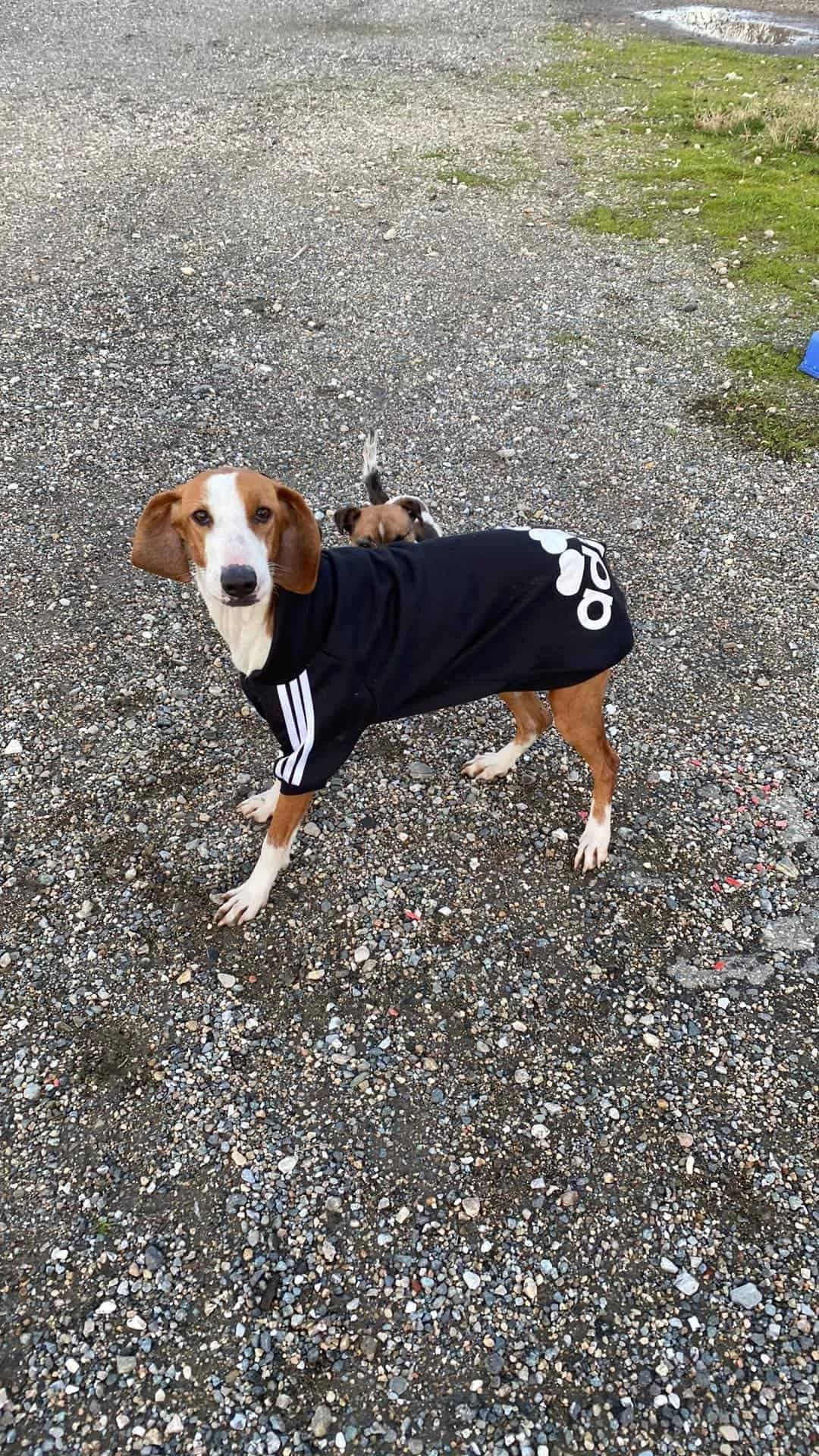 Glishka, 4yo Mixed Breed for adoption at Animal Lovers Strumica, Strumica