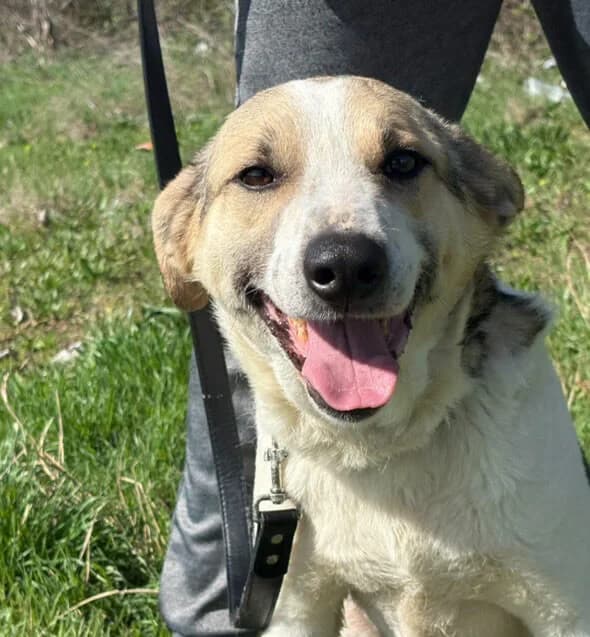 Leo, 4yo Mixed Breed for adoption at Animal Lovers Strumica, Strumica