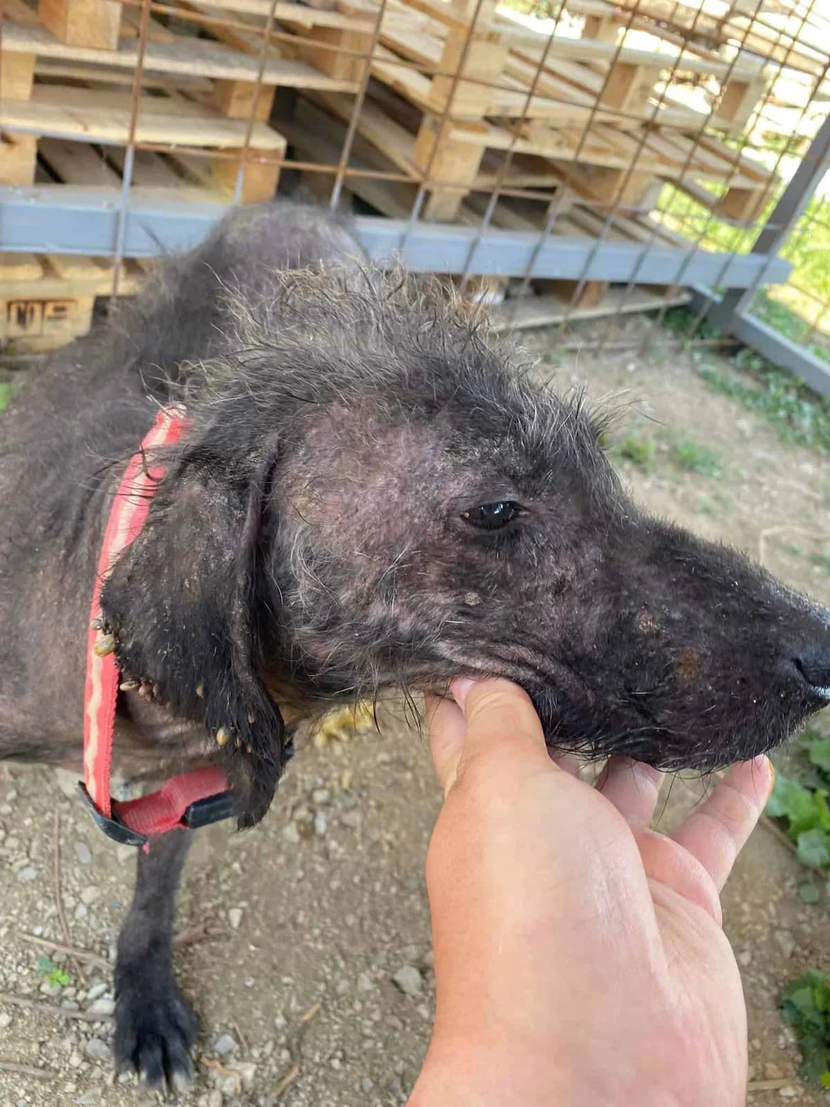 Trixie, senior Mixed Breed for adoption at Animal Lovers Strumica, Strumica