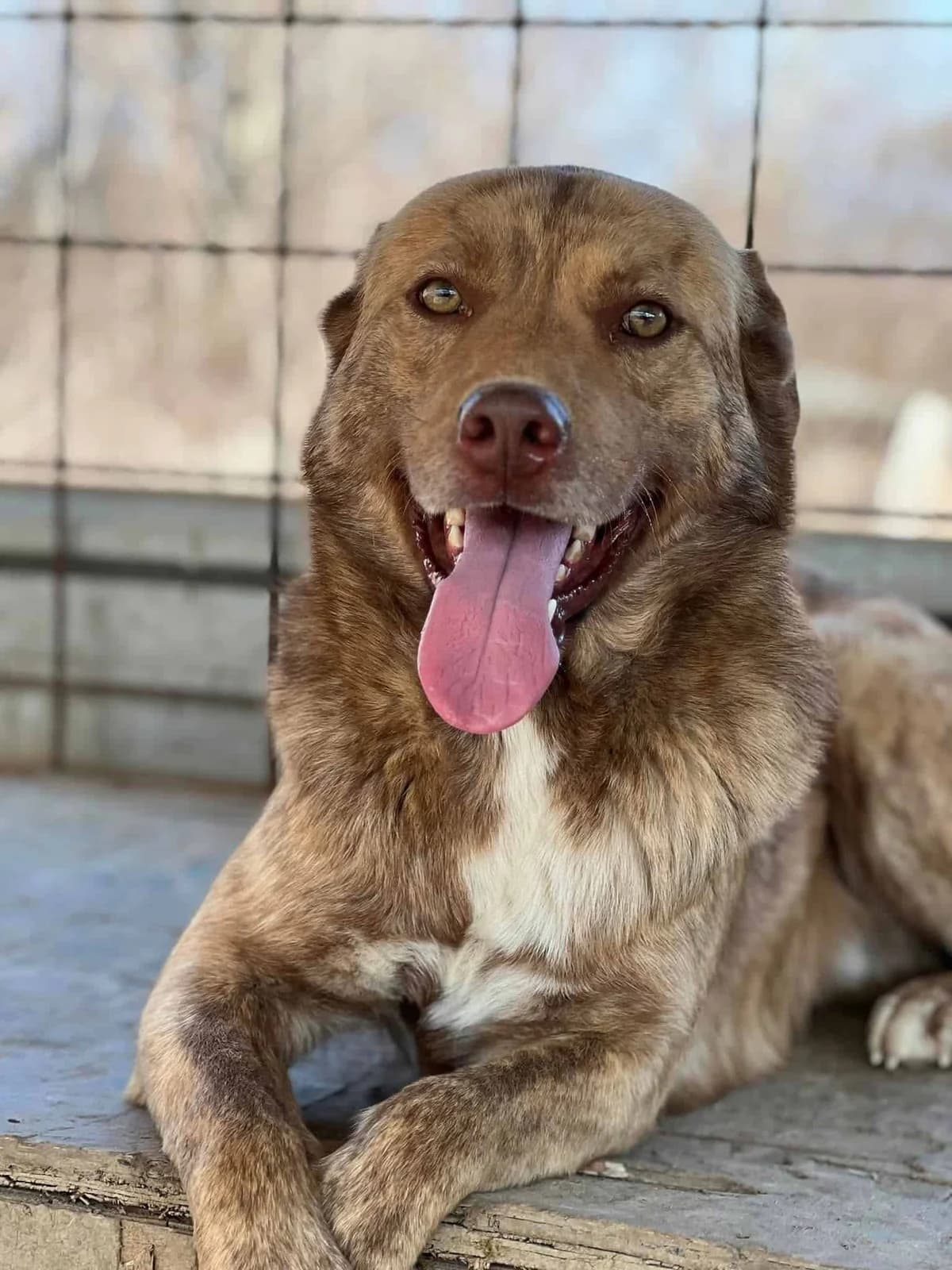 Amenadiel, 4yo Mixed Breed for adoption at Animal Lovers Strumica, Strumica