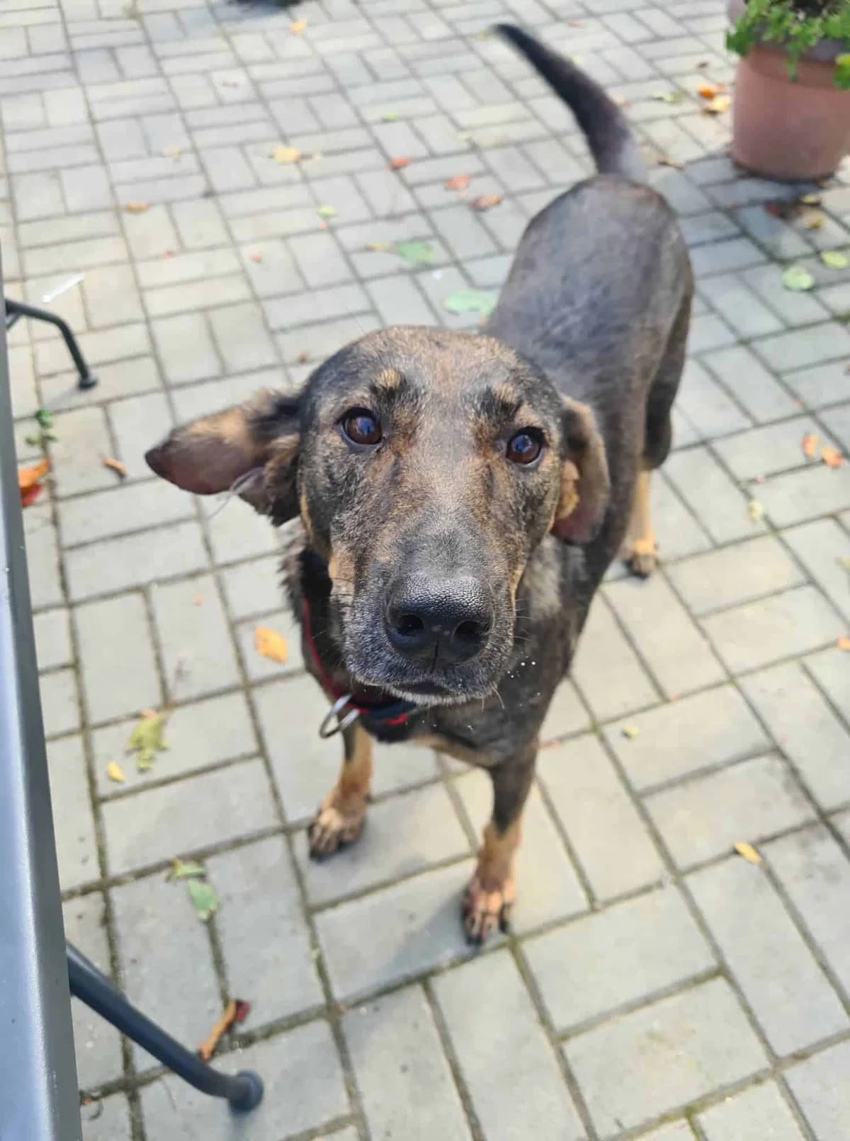 G, 4yo Mixed Breed for adoption at Animal Lovers Strumica, Strumica
