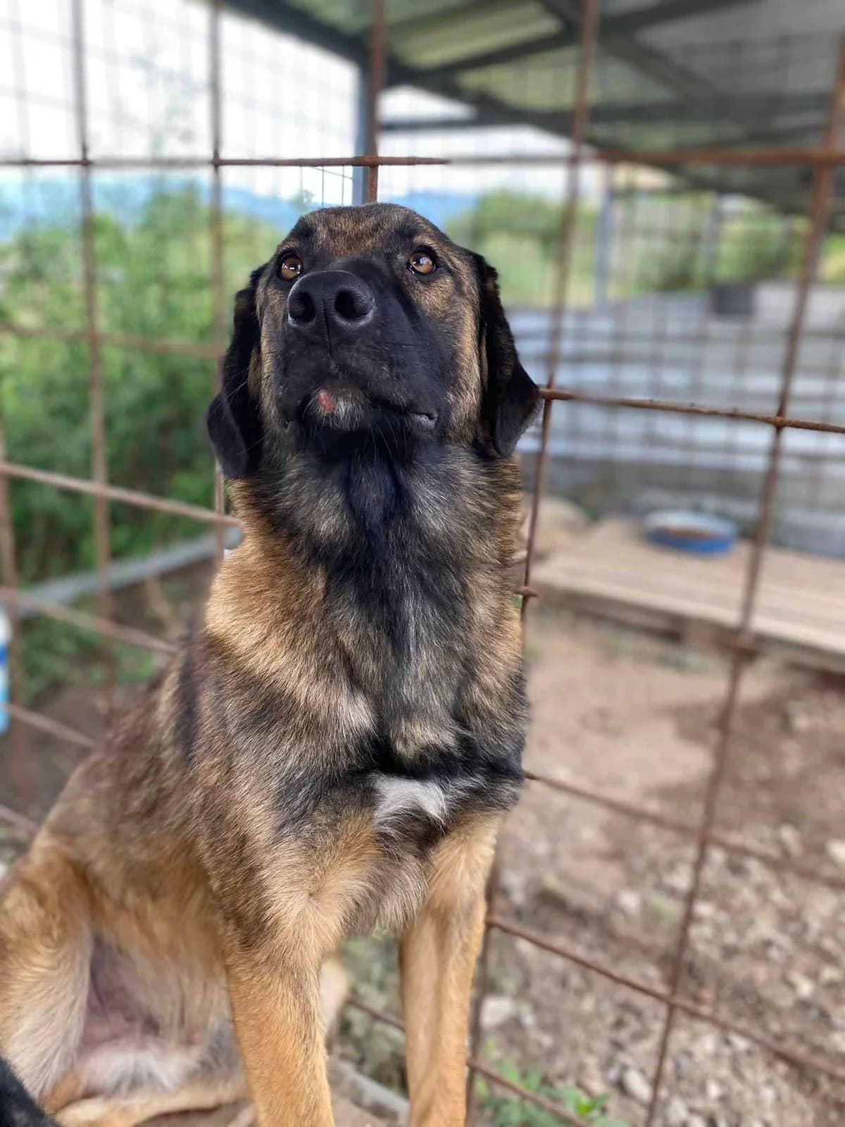 Adam, 3yo Mixed Breed for adoption at Animal Lovers Strumica, Strumica