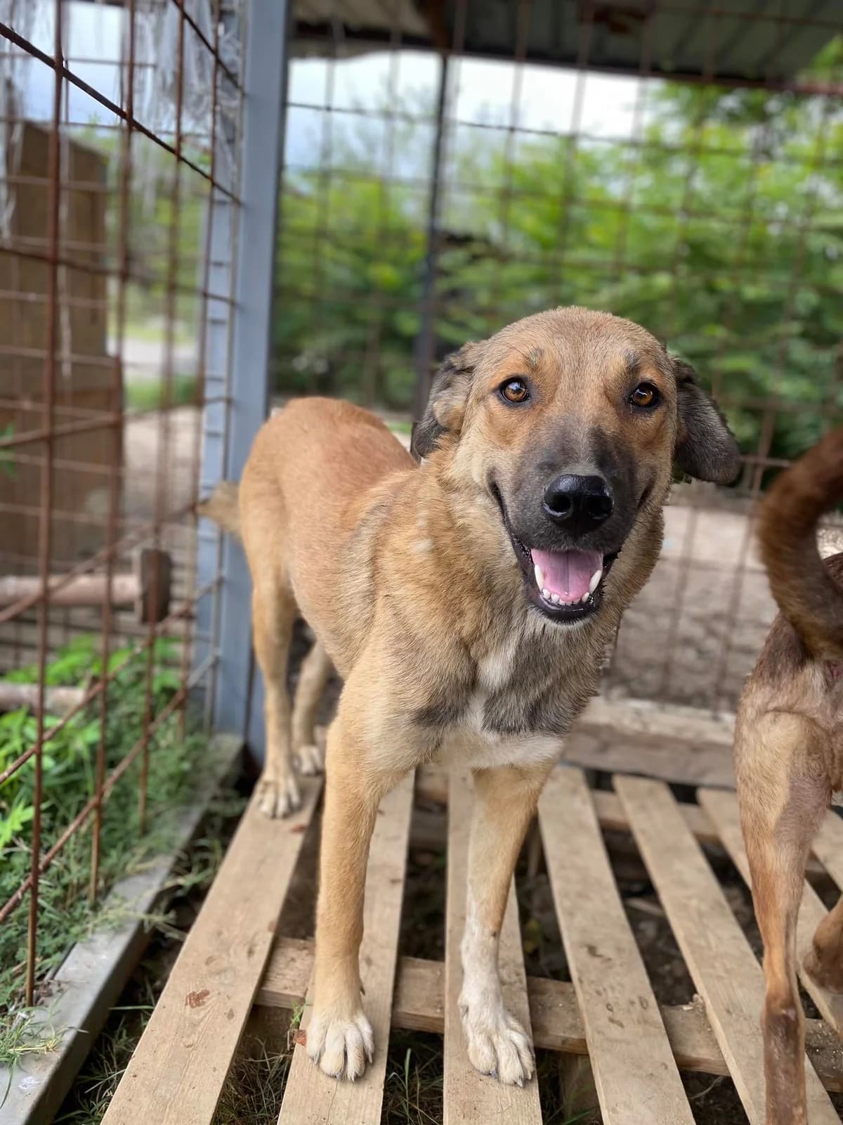 Eva, 4yo Mixed Breed for adoption at Animal Lovers Strumica, Strumica