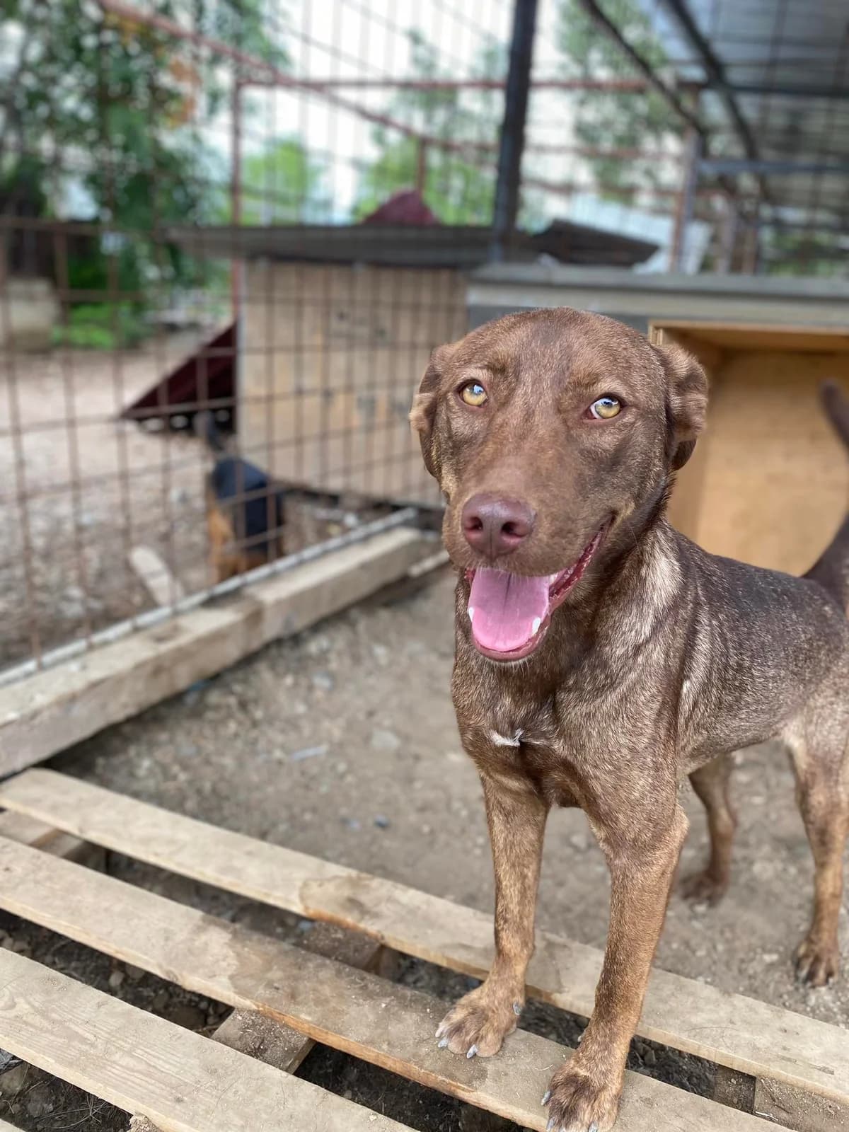 Pavel, 4yo Mixed Breed for adoption at Animal Lovers Strumica, Strumica