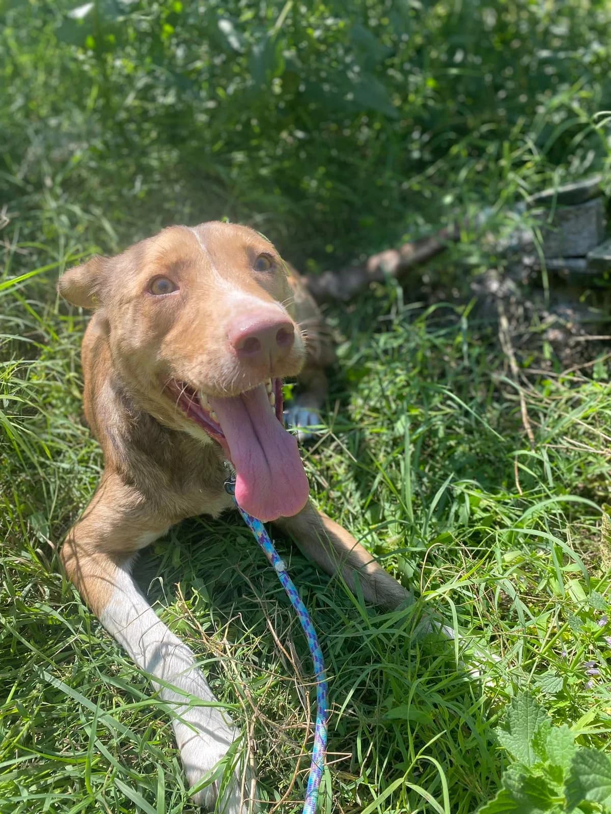 Zvonko, 4yo Mixed Breed for adoption at Animal Lovers Strumica, Strumica