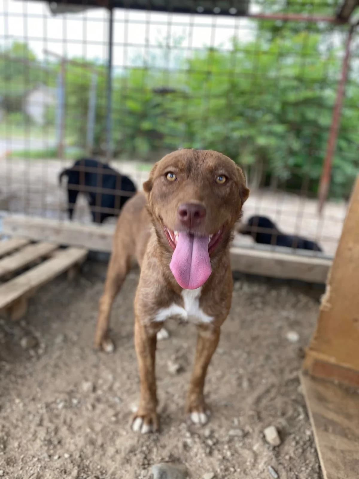 Lilith, 4yo Mixed Breed for adoption at Animal Lovers Strumica, Strumica