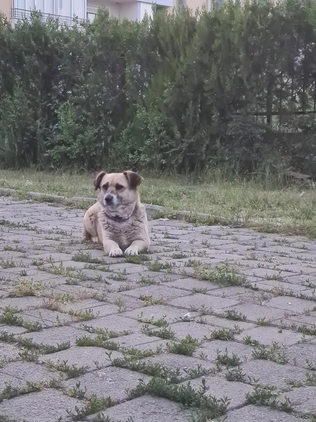 Gina, 6yo Mixed Breed for adoption at Animal Lovers Strumica, Strumica