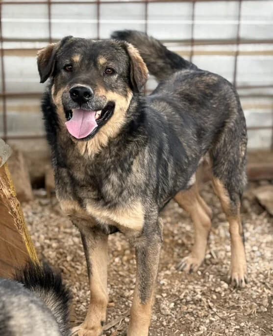 Buddy, young Mixed Breed for adoption at Animal Lovers Strumica, Strumica
