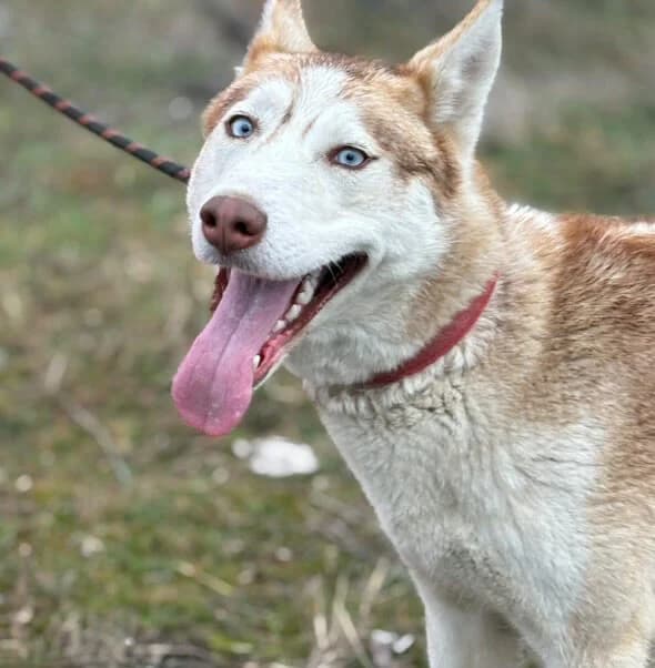 Lea, young Mixed Breed for adoption at Animal Lovers Strumica, Strumica
