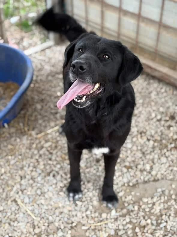 George, 4yo Mixed Breed for adoption at Animal Lovers Strumica, Strumica